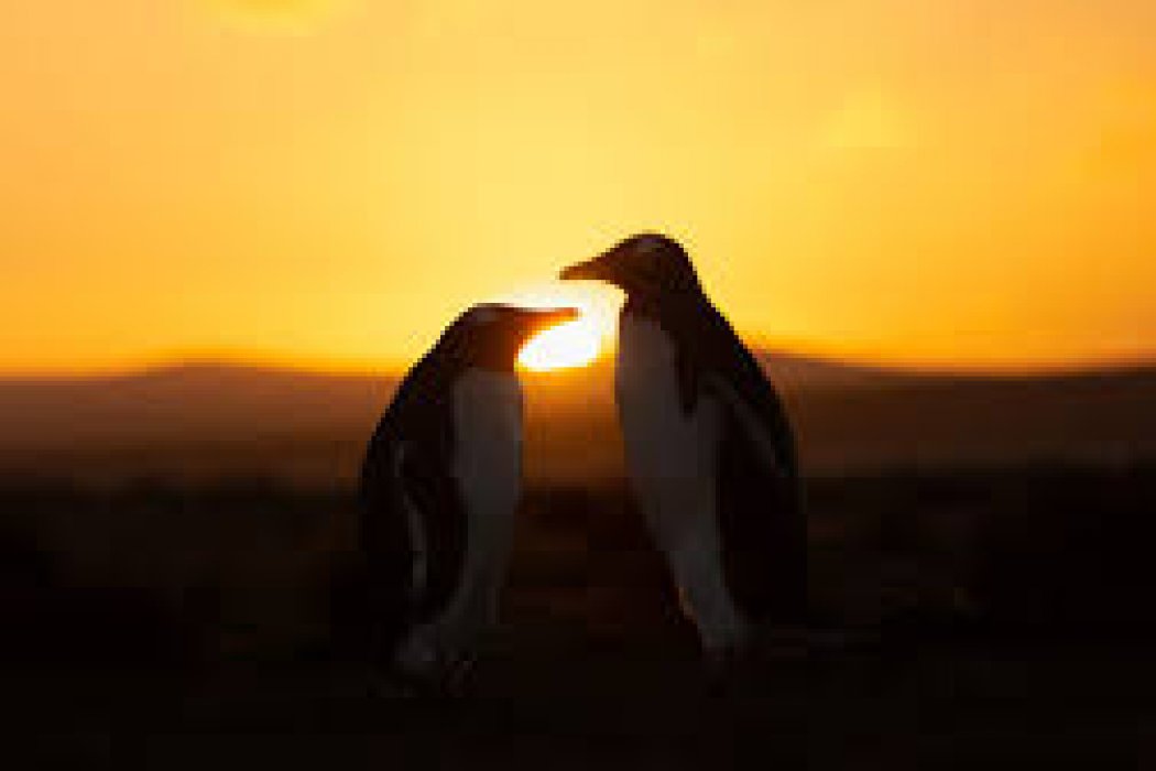 Eylül Esintisi - Şubat Göksel Şöleni